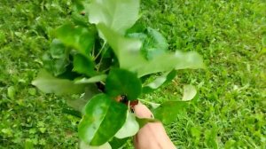 /Веточный корм для кроликов/Можно ли давать ветки кроликам🌿