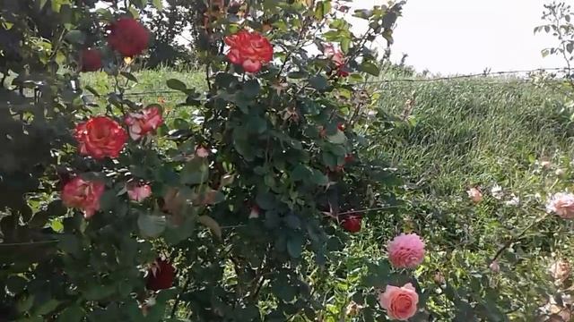 Питомник Роз Полины Козловой, правильный полив роз смотреть онлайн