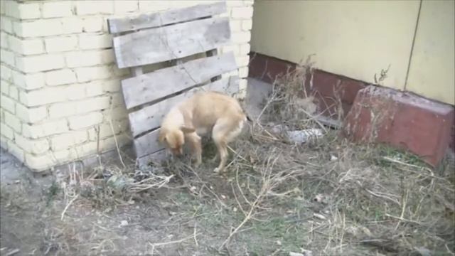 Короткохвостая собака со своими щенками смотреть онлайн