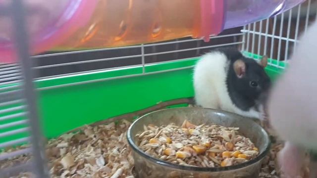 ОТДАМ в заботливые любящие❤ руки? малышей КРЫС?? смотреть онлайн