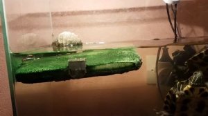 реакция красноухих черепах на живых аквариумных рыбок