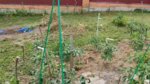 Шпалера для томатов - это просто