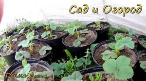 Клубника в горшках 2 часть, как выростить клубнику, клубника выращивание, как посадить клубнику,