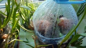 Как вырастить лук чеснок и другую зелень зимой на подоконнике