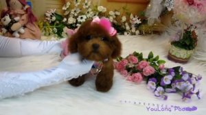 big teacup poodle (TEDDY BEAR) #239 茶杯貴賓貴婦犬Tekopp pudel Tekopp puddel