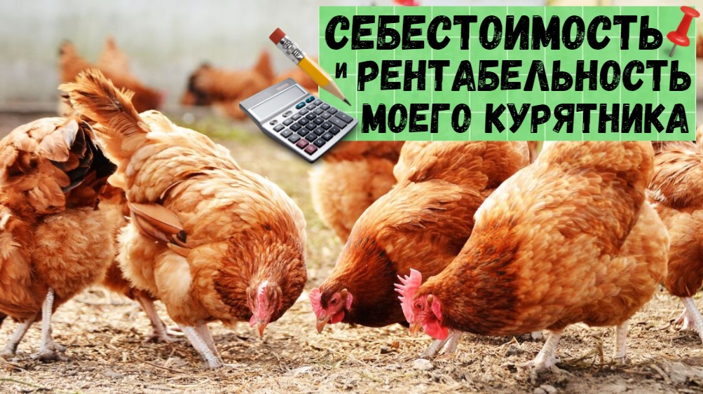 Себестоимость и рентабельность курятника на 25 кур. Получилось, что куры себя окупают