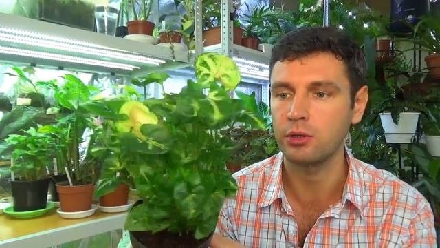 Сингониумы  /Обзор моей коллекции
