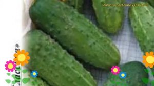 Огурец Дальневосточный 27. Краткий обзор, описание характеристик, где купить семена cucumis sativus