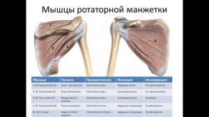 Мышцы ротаторной манжетки