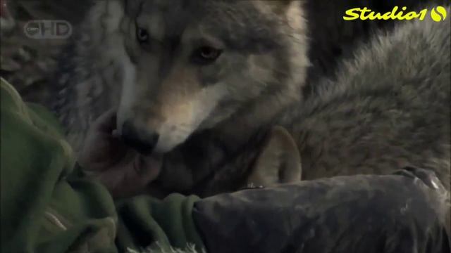 Волчья песня. Волчья песня 4. Волчья песня. Волчья песня. Волчья песня книга.