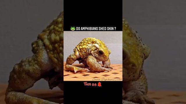 🐸 Do amphibians shed skin ? Molting | Skin Shedding | Frog | Science | Biology | NEET