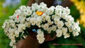 Виола ампельная Вайт 🌿 ампельная виола Вайт обзор: как сажать, семена виолы Вайт