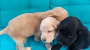 Щенки Английского кокера спаниеля 1,1 месяц