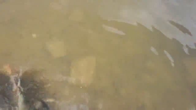 Веселовское водохранилеще результаты после утрешней зорьки