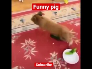 Funny pig #shorts