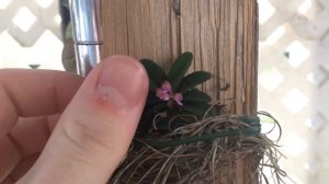 Schoenorchis fragrans