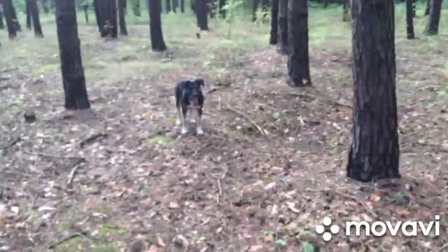 ❗Волна маслят и еловые белые❗ По грибы 22.08.2023 г. Курская область❗ смотреть онлайн