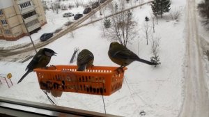Кормушка для синиц на окно #птицызимой #tits #синицы