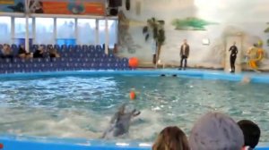 Влог : Дельфинарий / Лучшие трюки дельфинов / ТОП10 Лучших трюков с дельфинами