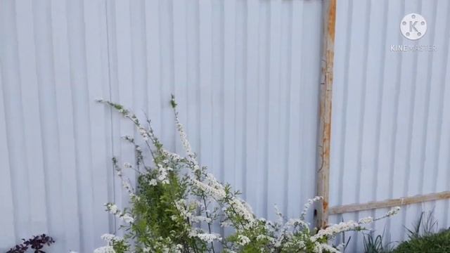 Спирея серая Грефштейм. Таволга. смотреть онлайн