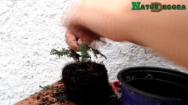 Primer diseño juniperus communis green carpet Bonsai styling смотреть онлайн