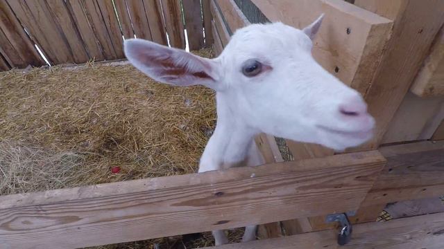 Контактный Зоопарк стн.Голубицкая смотреть онлайн