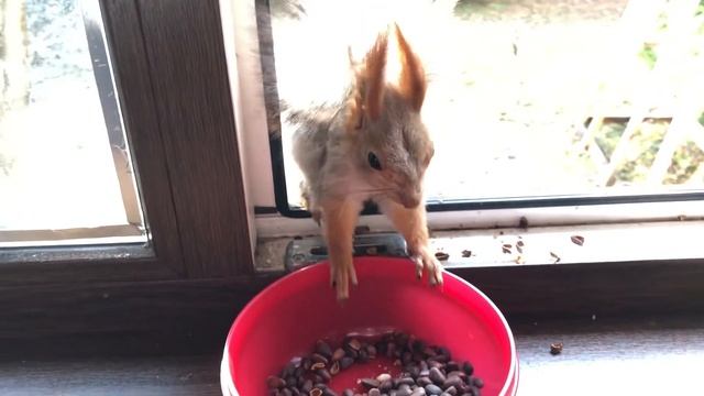 Белка грызет орешки смотреть онлайн