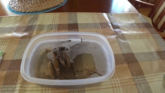 КАК  ПРОРАЩИВАТЬ  КЛУБНИ  ГЕОРГИНА.