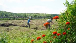 ОДИН ДЕНЬ В ДЕРЕВНЕ _ ЗАГОТОВКА СЕНА И СУШИЛКИ ДЛЯ ИВАН ЧАЯ