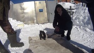 Щенки восточно сибирской лайки.