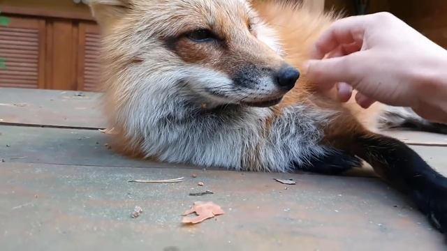 ЛИ СЯО. Алиса - Лиса. Белый понимает, что произойдет, когда лиса подойдет. смотреть онлайн