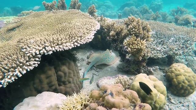 Музыка для релаксации, медитации, сна, отдыха. Природа, звуки природы. Музыка для вдохновения смотреть онлайн