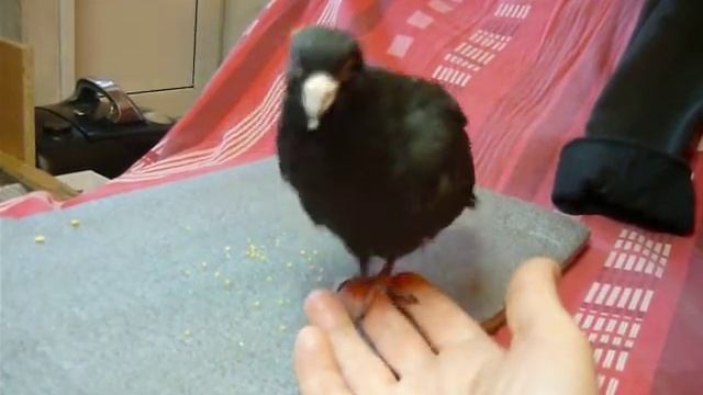 1 Голубь пискун. Теперь ручной смотреть онлайн