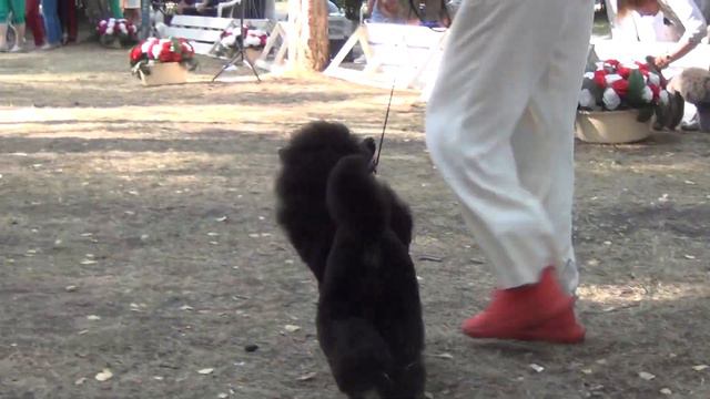 268 Моно пуделей 29.07.2023. Челябинск.  Блэк доминанта Хава Нагила смотреть онлайн