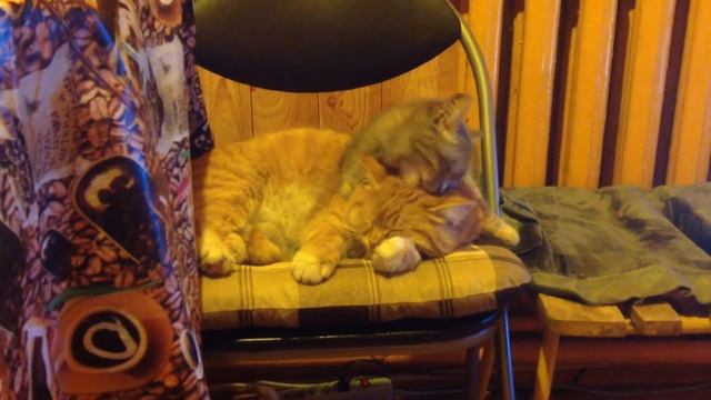 Киска вылизывает киску смотреть онлайн