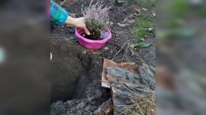 Основные правила посадки вереска,100%приживаемость.
