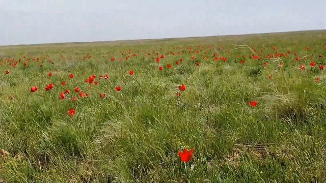 В степи