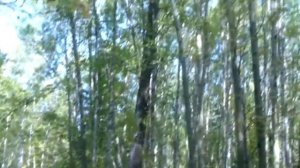 Осенняя  охота и грибы  р  Кузнецовский  Восточная Сибирь  Иркутская обл  9 сентября 2016 г