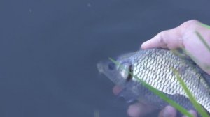 Рыбалка . Ловля карпа на поплавок. My fishing