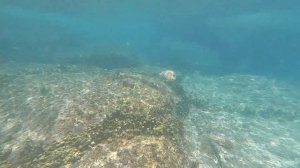 Сейшелы 2021.Снорклинг на Сейшелах 8 апреля 2021