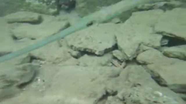 Рыба-игла смотреть онлайн