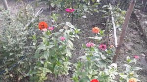 СИДЕРАТЫ ОСЕНЬЮ / Пора кормить землю / Удобрение грядок под зиму / НАША ДАЧА