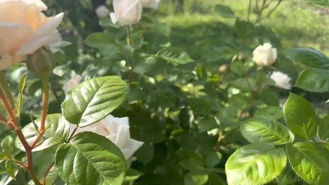 ТРОЯНДА MADAME ANISETTE (Мадам Анизет) смотреть онлайн