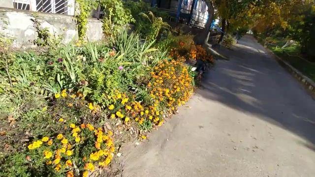 Эти СИДЕРАТЫ- лучшие антибиотики. И перекапывать не надо!??️ смотреть онлайн