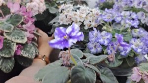 Как закончился сезон продаж фиалок? Какие у меня планы на будующий год