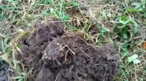 106. Когда копать корни. Как заготовить корни. Цикорий, одуванчик