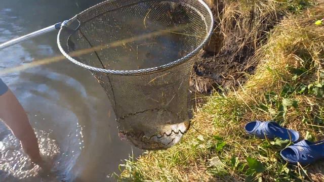 тонны толстолоба жара пошла смотреть онлайн