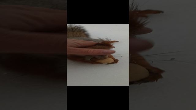 Забавный бельчонок