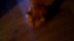 кот кашляет