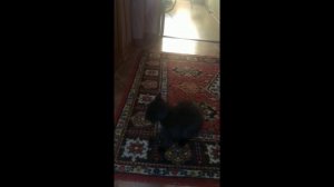 Рубас.mp4